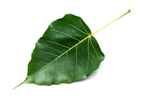 Banyan Leaf Images – Browse 10,423 Stock Photos, Vectors, and Video | Adobe  Stock