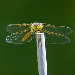 Dragonfly sitting on a stick