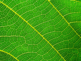 texture of green leaves background.