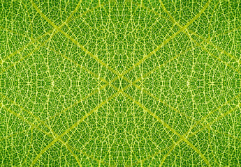 texture of green leaves background.