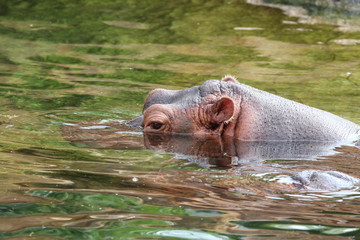 Obraz premium Hippopotame