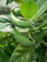 Seed of Calotropis gigantea tree.