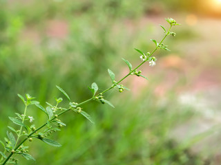 White flower grass of Macao Tea.