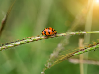 Transverse spotted Ladybug on flower grass.