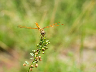 orange dragonfly sits on a flower grass.
