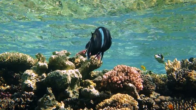 Black durgeon Melichthys niger swimming underwater in Red Sea