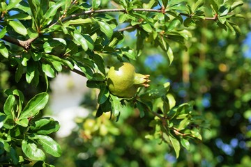 Detail of green pomegranate fruit on tree