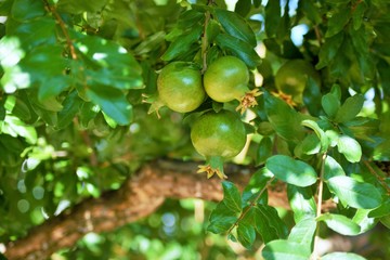Detail of green pomegranate fruit on tree