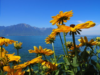 Beauty colorful flowers on promenade in MONTREUX city at Lake Geneva in SWITZERLAND