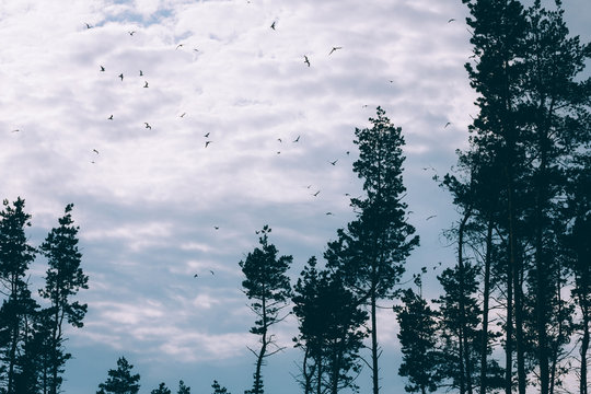Sea gulls flying in the sky