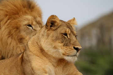 Fototapeta na wymiar Lions