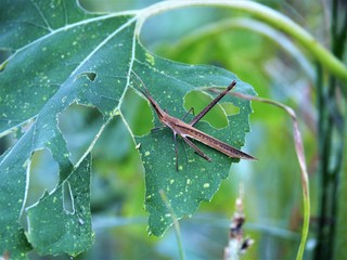 OLYMPUS DIGITAL CAMERA
ショウリョウバッタ