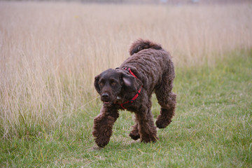 Cockapoo dog walking in countryside