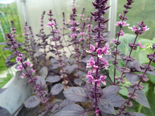 Naklejka premium You can see beautiful flowers everywhere