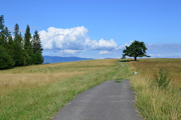 polana