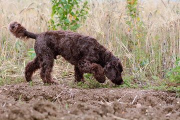 Cockapoo dog sniffing the ground