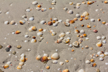 Seashells on the beach