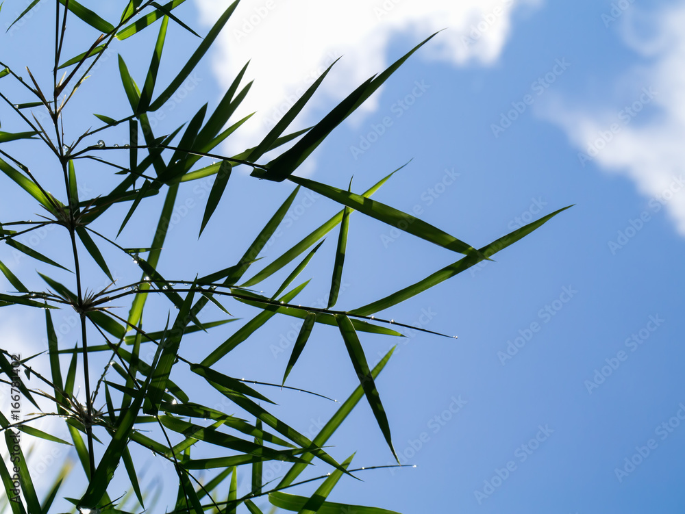 Wall mural green bamboo leaves