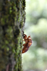 日本の昆虫「蝉の抜け殻」