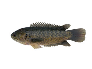 Climbing perch fish isolated on white background