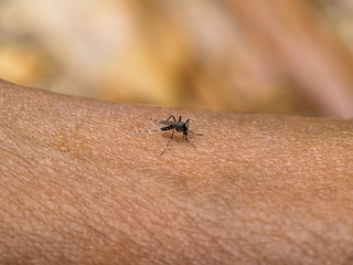Close-up of a mosquito sucking blood
