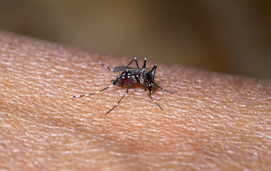 Close-up of a mosquito sucking blood
