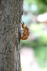 日本の昆虫「蝉の抜け殻」輪廻転生、業績が思わしくない、努力が実らない、からっぽなどのイメージ