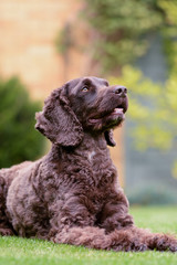 Cockapoo dog lying down in garden