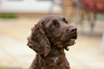 Cockapoo dog portrait