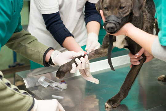 Veterinarian And Technician Preparing Dog For Blood Test