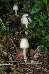 White poisonous mushrooms in the dark forest.