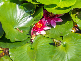Grüner Frosch auf den Teichrosen