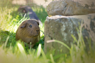 Wild Life (Meerschweinchen draußen)