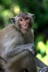 Obraz premium Macaque Temple Monkeys Waiting for Food Handouts near Bangkok Thailand