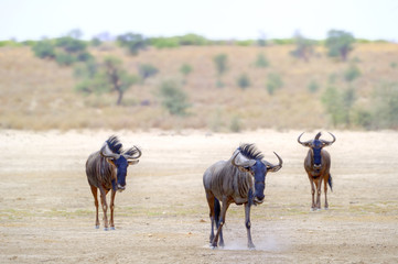 Brindled Gnu aka Blue Wildebeest (Connochaetes taurinus) in the Kalahari desert, Kgalagadi Transfrontier Park