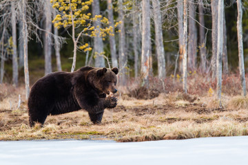 Obraz na płótnie Canvas orso bruno 