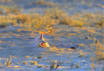 Fototapeta premium CAPE FOX in the KGALAGADI