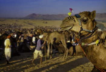 PUSHKAR, INDIA - NOVEMBER 17: Camels at the annual livestock fair