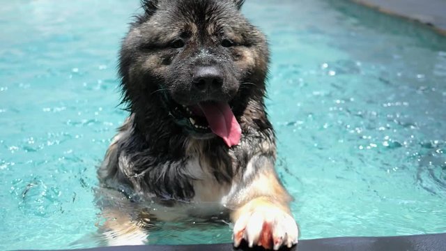 Giant Leonberger Dog Swimming at Public Pool. Slow Motion. HD, 1920x1080. 