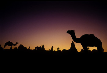 PUSHKAR, INDIA - NOVEMBER 17: Camels at the annual livestock fair