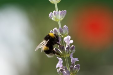 Hummel