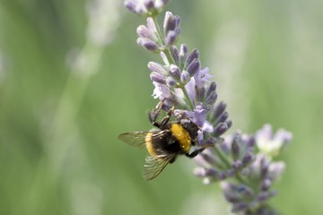 Hummel