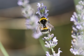 Macro