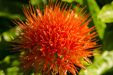 Blood lily Sun flower.