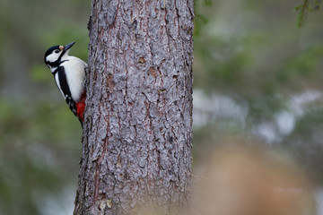 Picchio rosso maggiore su albero