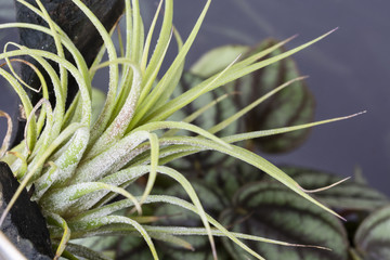 Tillandsia growing on a trunk with plants - view from the mountain.
