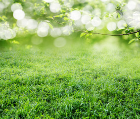 grass background