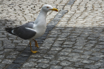 Seagull on the Istanbul street (Turkey)