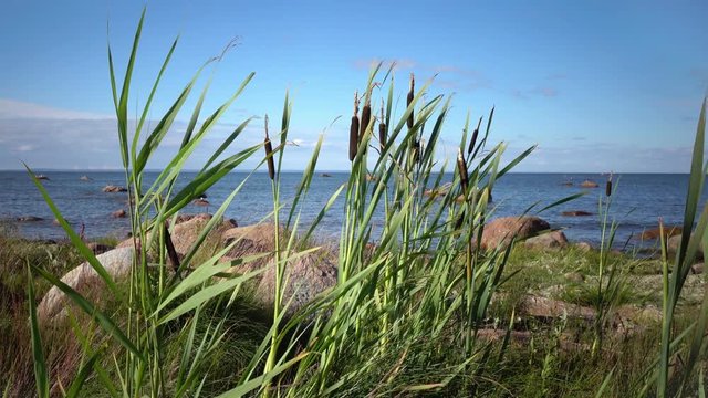 Rogoz Latin Typha a sort of plants of the Typhaceae family on the stony coast of the Gulf of Finland