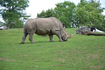 rhinocéros blanc